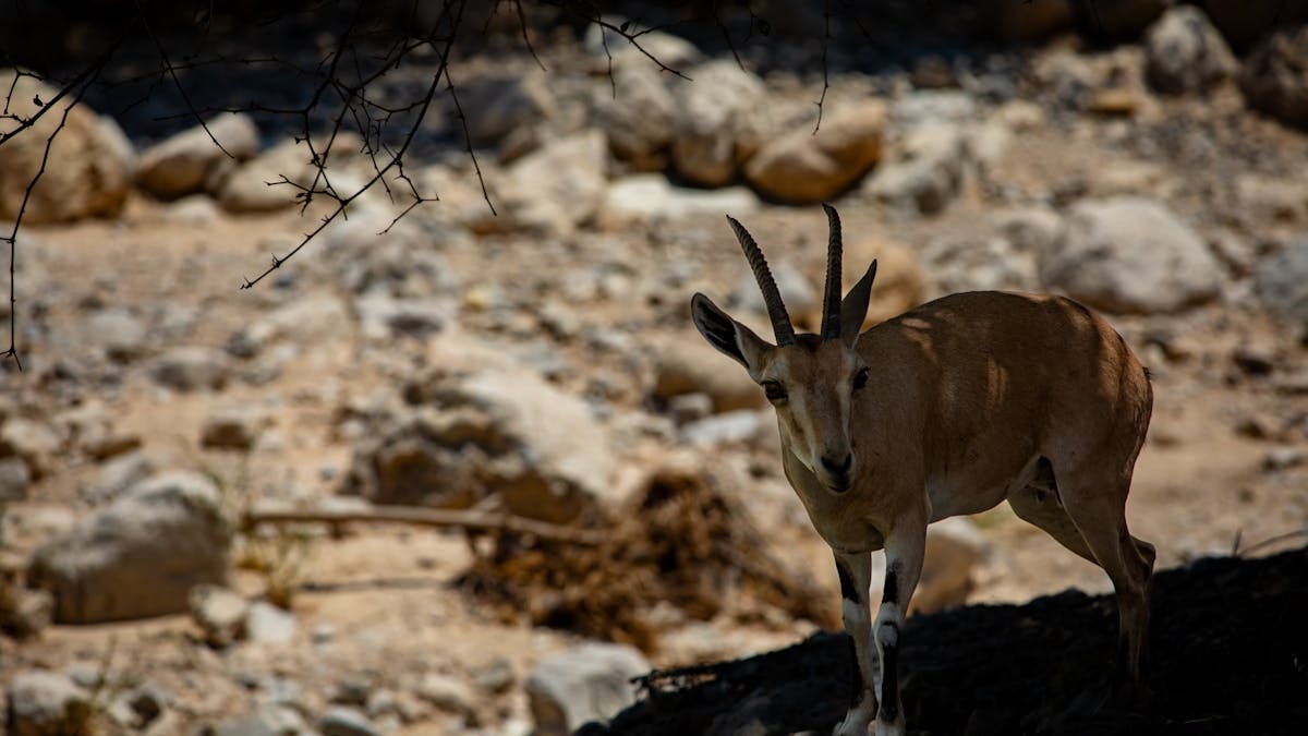 A wild ibex stands under a tree in En Gedi, Israel, showcasing natural beauty.